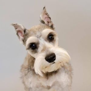 Meet your Posher, Donald